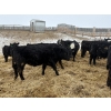 Image 11 : The Y Cattle Co. Ltd. - 702# March Delivery Steers - 43 Head (Crossfield, AB)