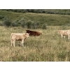 Image 6 : Lindy Greig  - 550# Sept/Oct Delivery Steer Calves - 37 Head (Nanton, AB)