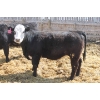 Image 3 : A&S Farms - 30 BWF Replacement Heifers (Coaldale, AB)