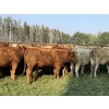 Image 6 : Winchester Cattle Company - 1025# September Delivery Grass Heifers - 38 Head (Leslieville, AB)
