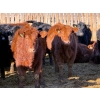 Image 3 : Sand Creek Enterprises - 900# January Delivery Steers - 55 Head (Rosemary, AB)