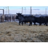 Image 2 : C & D Sewall - 3 Black Cows (Pen 425)