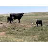 Image 4 : Dot Bar Dot - 550# November Delivery Steer Calves - 75 Head (Maple Creek, SK)