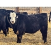 Image 2 : Leon Torkelson - 30 BBF/BWF Replacement Heifers (Millicent, AB)