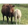 Image 9 : MacMillan Farming Co. - 500# July Delivery Heifer Calves - 180 Head (Cayley, AB) VBP+
