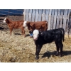 Image 10 : Leib Farm & Ranch Ltd. - 20 Black Angus/Black Angus X Pairs (Southey, SK)