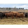 Image 3 : Gary Dickson - 969# May Delivery Steers - 65 Head (Leslieville, AB)
