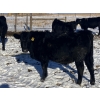 Image 9 : Rock Creek Cattle Co. Ltd. - 560# December Delivery Weaned Steers - 72 Head (Nanton, AB) VBP+
