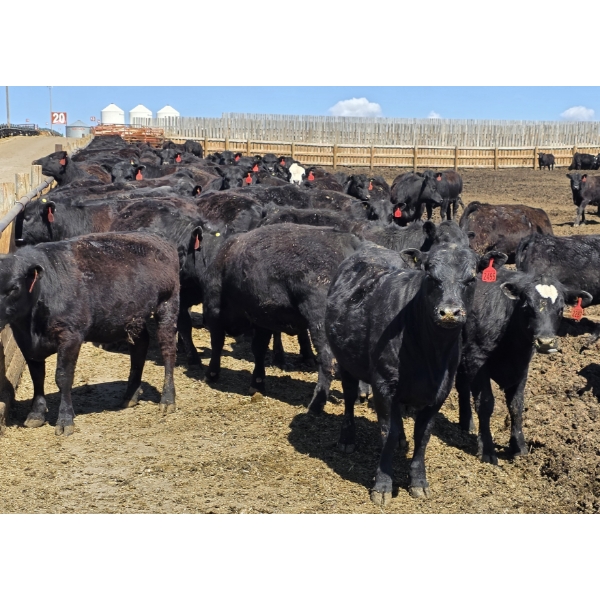 Cattlewood Farms Ltd. - 750# May Delivery Heifers - 170 Head (Swalwell, AB)