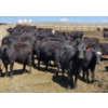 Image 1 : Cattlewood Farms Ltd. - 750# May Delivery Heifers - 170 Head (Swalwell, AB)