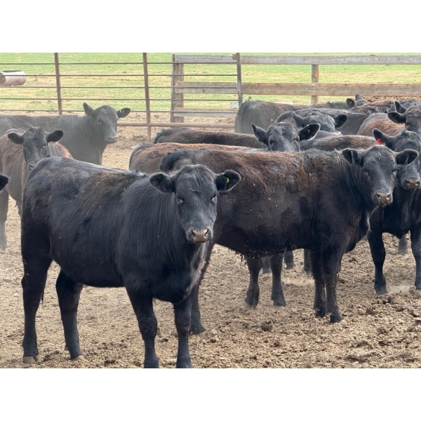 Richard Rosen - 750# May Delivery Heifers - 59 Head (Rainier, AB)
