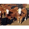 Image 4 : Hebert Livestock Ventures - 635# February Delivery Steers - 100 Head (Wawota, SK) VBP+