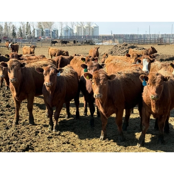 Van Hal Livestock Inc. - 725# May Delivery Heifers - 228 Head (Seven Persons, AB)