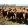 Image 1 : Van Hal Livestock Inc. - 725# May Delivery Heifers - 228 Head (Seven Persons, AB)