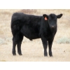 Image 8 : L & J Ranch - 640# Oct/Nov Steer Calves - 54 Head (Harptree, SK)