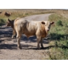 Image 2 : Johnston Ranches - 690# October Delivery Steer Calves - 80 Head (Cereal, AB)