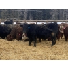Image 4 : FM Livestock Company  - 740# January Weaned Steers - 78 Head (Bentley, AB)