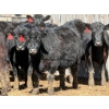 Image 2 : 9X Enterprises - 25 Black Angus X Replacement Heifers (Millicent, AB)