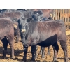 Image 5 : PSV Farms Ltd. - 875# May Delivery Heifers - 60 Head (Enchant, AB)