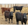 Image 5 : Richard Rosen - 750# May Delivery Heifers - 59 Head (Rainier, AB)