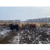 Image 3 : Lowe Ranches - 703# December Weaned Heifers - 99 Head (Nanton, AB)
