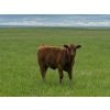Image 6 : Sherness Farms - 560# October Delivery Steer Calves - 30 Head (Sheerness, AB)