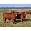 Image 2 : Tom Malmberg - 630# October Delivery Steer Calves - 70 Head (Spring Coulee, AB)