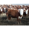 Image 5 : McIntyre Ranch - 750# May Delivery Heifers - 125 Head (Raymond, AB)