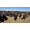 Image 4 : Dusty Meadow Farms - 825# May Delivery Heifers - 215 Head (Fincastle, AB)