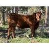 Image 2 : Grote Ranch - 550# October Delivery Steer Calves - 85 Head (Crestomere, AB)