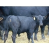 Image 13 : Endersby Ranching - 535# November Delivery Steer Calves - 75 Head (Smokey Lake, AB)