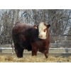 Image 3 : Helland Land & Cattle Co. Ltd. - 1039# February Delivery Steers - 60 Head (Lomond, AB)