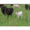 Image 3 : 6 S Feeders Inc. - 1500# October Delivery Cows - 42 Head (Moosomin, SK)