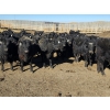 Image 6 : Downie Lake Colony - 860# March Delivery Heifers - 210 Head (Maple Creek, SK)
