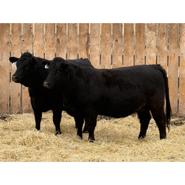 Marcinek Cattle Company - 5 Black Simm/Angus X Bred Heifers (Condor, AB)