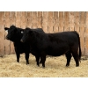 Image 1 : Marcinek Cattle Company - 5 Black Simm/Angus X Bred Heifers (Condor, AB)