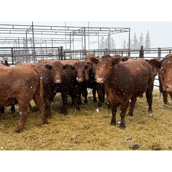Spruce Ridge Farms - 17 2-3 Year-Old Cows (Pen 445)