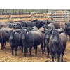 Image 2 : PSV Farms Ltd. - 880# May Delivery Heifers - 32 Head (Enchant, AB)