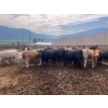 Image 2 : Westwold View Farms - 885# September Delivery Spayed Heifers - 70 Head (Westwold, BC)