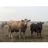 Image 4 : Wagstaff Land & Cattle & Desertland Cattle - 590# November Steer Calves - 65 Head (Sedalia, AB)