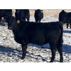 Image 11 : Rock Creek Cattle Co. Ltd. - 670# December Delivery Weaned Steers - 90 Head (Nanton, AB) VBP+