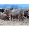 Image 6 : Jason Szymanek - 800# January Delivery Steers - 150 Head (Stauffer, AB)