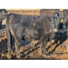 Image 6 : Habraken Farms Ltd. - 830# April Delivery Heifers - 64 Head (Scandia, AB)
