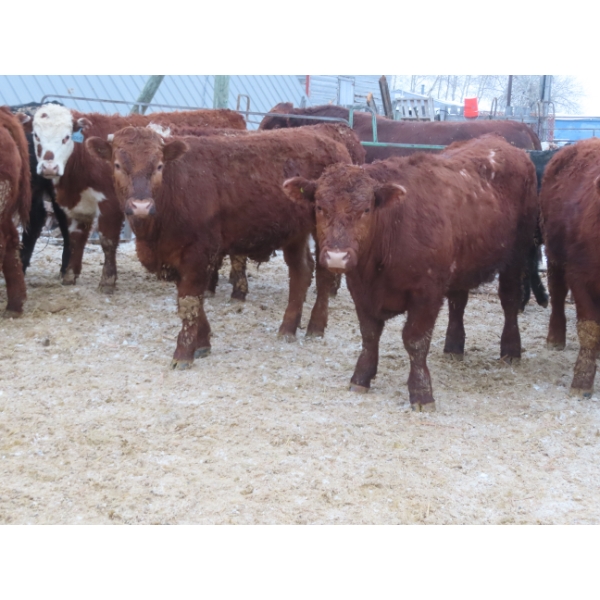 Ranahan Ranch - 945# February Delivery Yearling Steers - 14 Head (Wapella, SK)