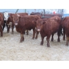 Image 1 : Ranahan Ranch - 945# February Delivery Yearling Steers - 14 Head (Wapella, SK)