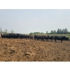 Image 3 : Chapman Cattle Co. - 825# June Delivery Heifers - 30 Head (Stettler, AB)