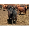 Image 5 : Van Hall Cattle Company Ltd. - 990# April Delivery Steers - 114 Head (Scandia, AB)