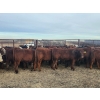 Image 6 : Redline Livestock - 550# November Delivery Steer Calves - 100 Head (Didsbury, AB)