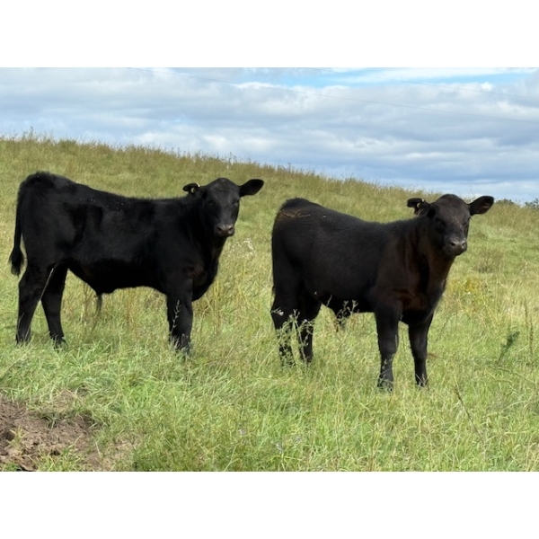 Brandin & Patrick Beasley - 525# October Delivery Steer Calves - 220 Head (Boggy Creek, MB)