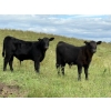 Image 1 : Brandin & Patrick Beasley - 525# October Delivery Steer Calves - 220 Head (Boggy Creek, MB)